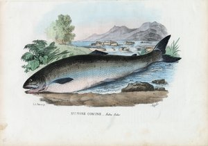 Atlantic Salmon, 1863-79 by Raimundo Petraroja